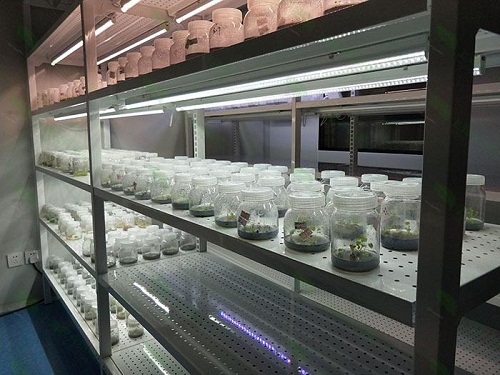 澄海植物组织培养实验室设计建设方案